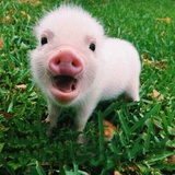 猪猪猪猪猪zzz