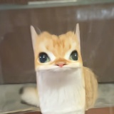 星之彩