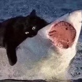 🐾