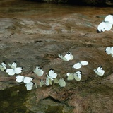 garlicoyster