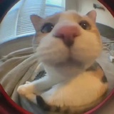 -苏眉