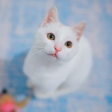 鸡蛋面