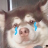 趴趴眼儿