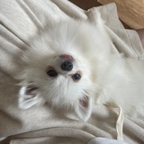 安饺辣