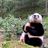 鸭梨山大
