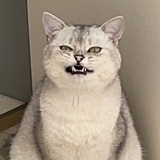 黑猫