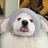 毛毛毛毛