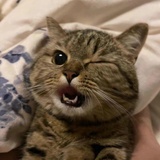 断桨