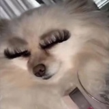 土豆
