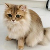秋水
