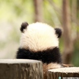 🐼
