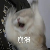 梦中好鲨人