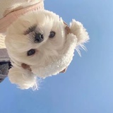 小耳朵