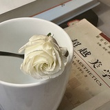 羽生树树