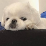 LazySeagull