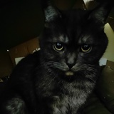 大脸猫酱