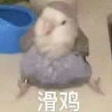 布莱克麻鸡