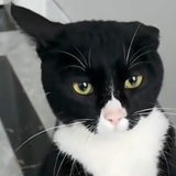 猫利兰