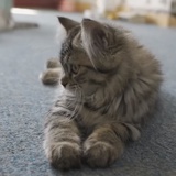 黑狸