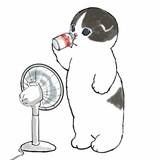 夏天的猫