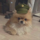 抹茶小熊