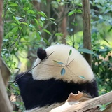 九歌