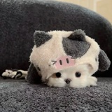 想自由