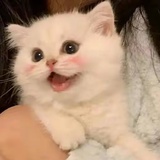 喵喵妙妙喵