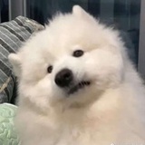 小狗莓有四儿