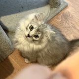 树