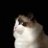 瓜瓜