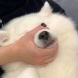 快乐小狗