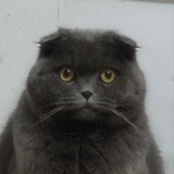 孟小花