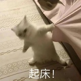 白乌