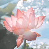 赵酆年