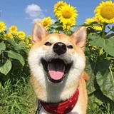 二七九哇