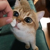 王呱呱