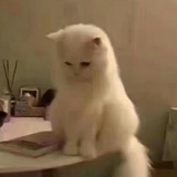 阿丘阿丘