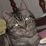 家有二胎猫宝妈