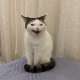 春日迟
