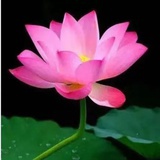 吃货一枚
