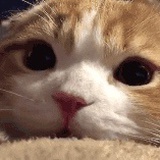 青元一枚