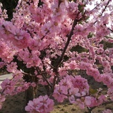 木子 李