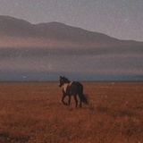 南山野马