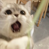 要请我吃年糕吗