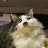 饼饼