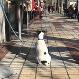 机灵菇