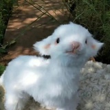 禾几小猪