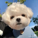 你是什么小牛奶