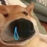 快乐野猪